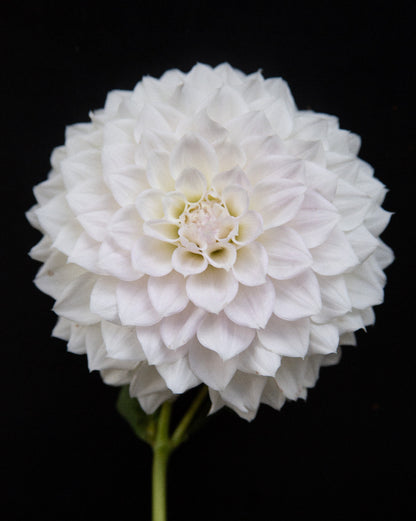 KA's® Bella Luna (Cutting)