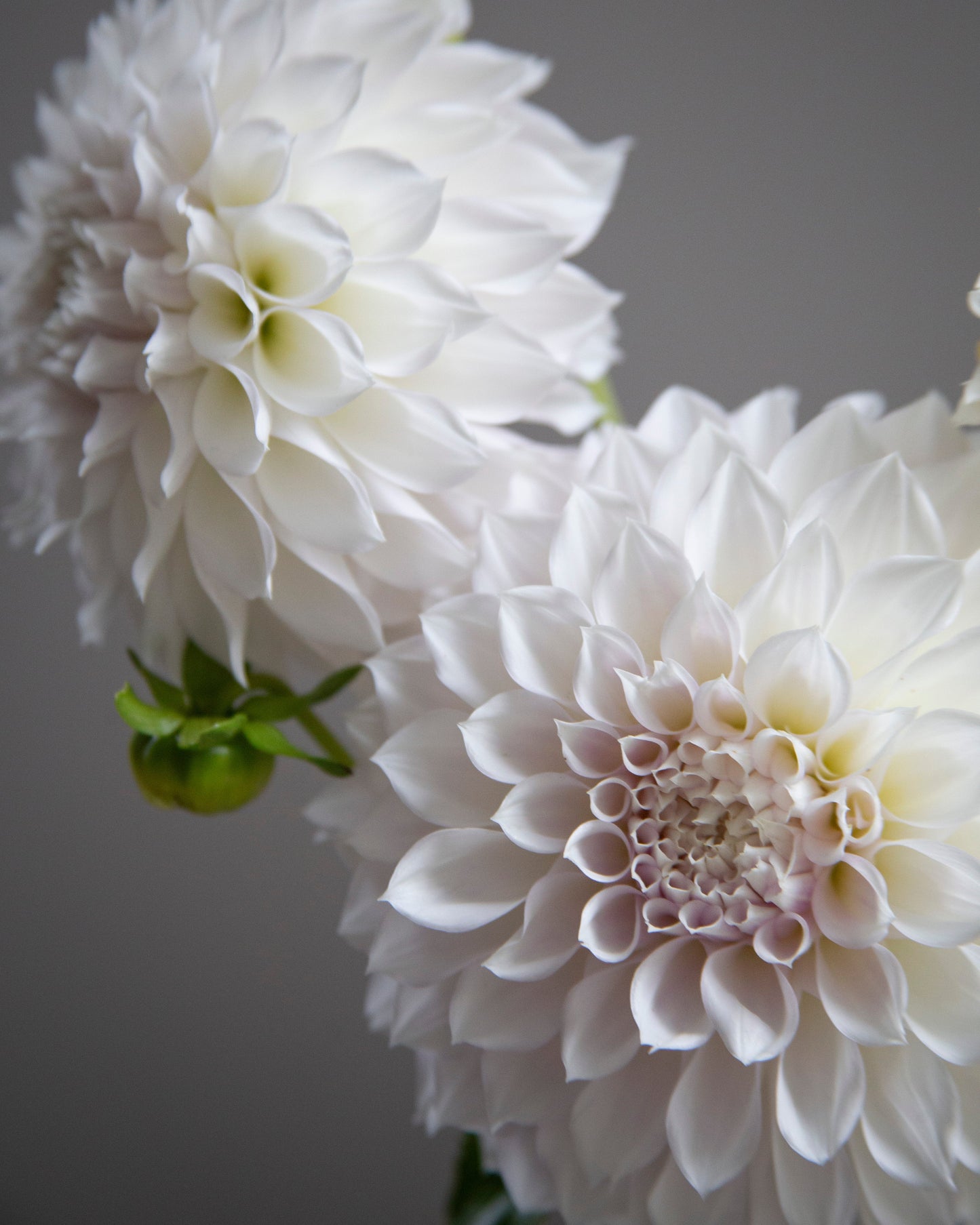 Close-up of two large white dahlia flowers with soft pale pink centers and small green buds against a smooth gray background.
