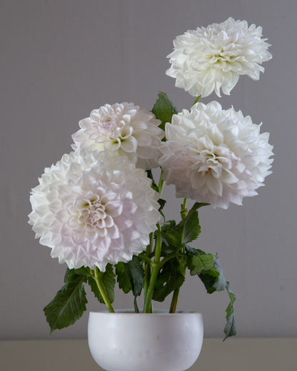 Four large white dahlia flowers with green stems and leaves arranged in a white pedestal vase against a plain gray background.