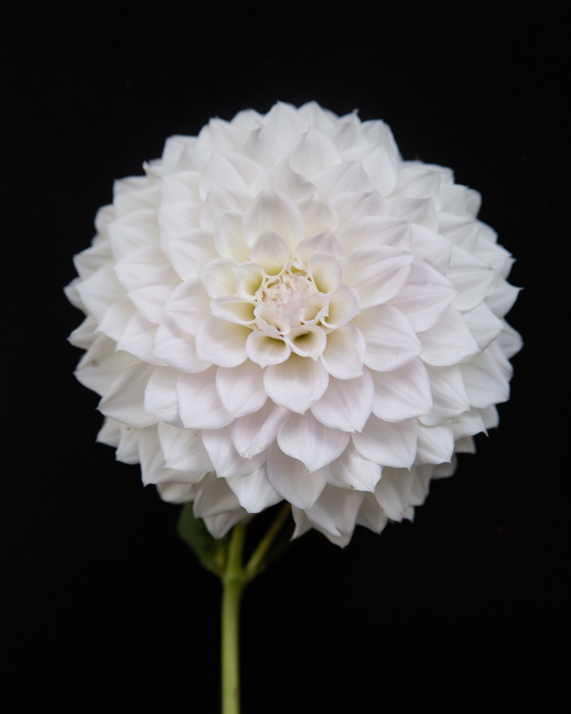 A single white dahlia flower with layered petals and a green stem, photographed against a solid black background.