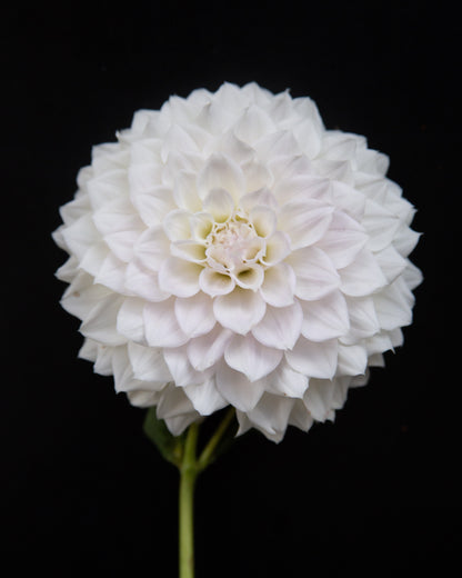 A single white dahlia flower with layered petals and a green stem, photographed against a solid black background.