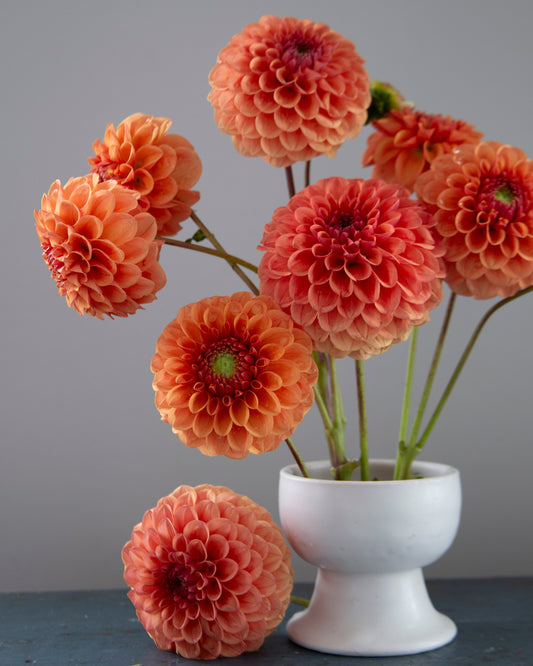 A bouquet of large peach and coral dahlia flowers arranged in a small white pedestal vase, with one flower resting on the tabletop in front. The background is a soft gray studio backdrop.