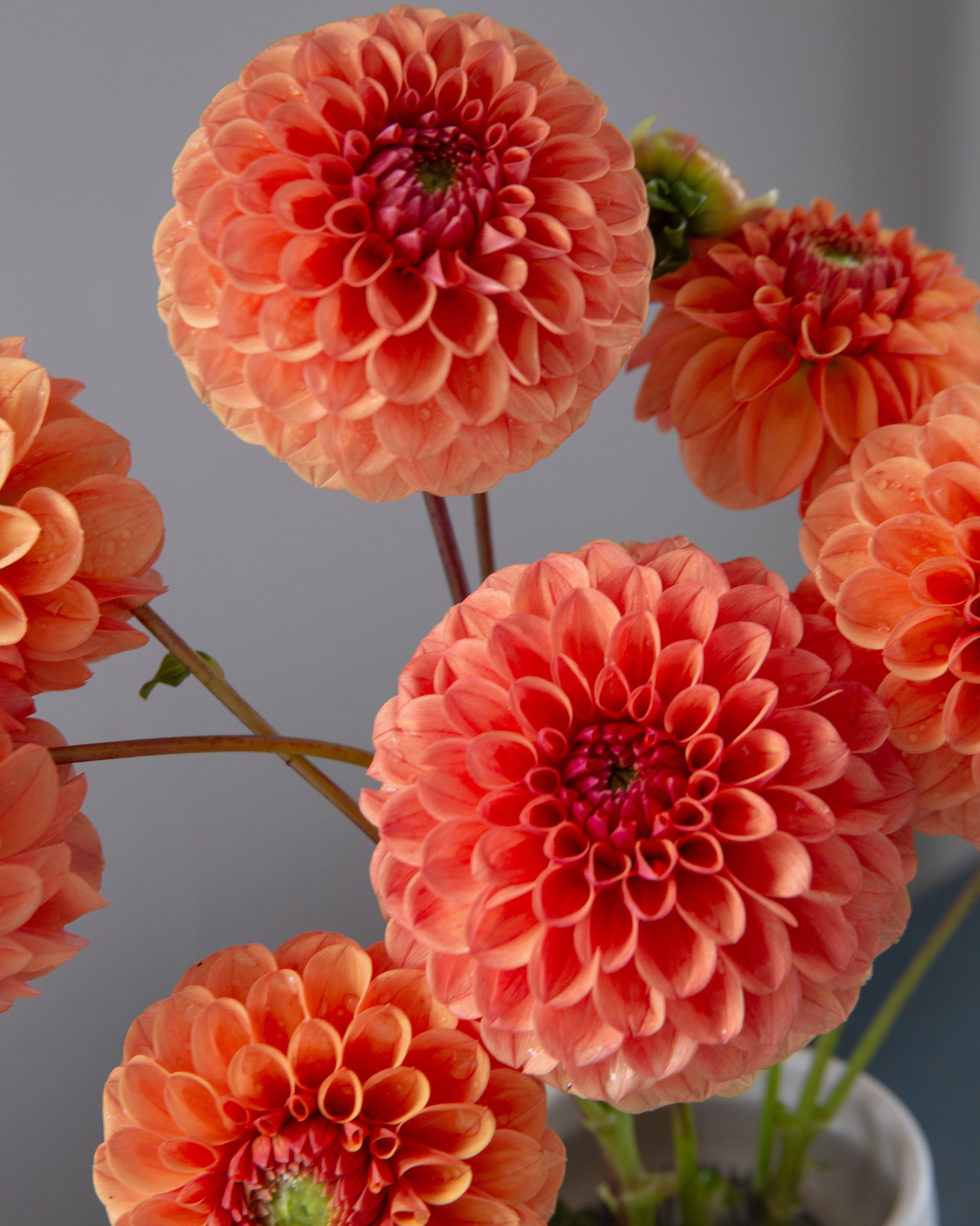 A close-up of several orange and coral dahlia flowers with layered petals, arranged in a white pot against a soft gray background.