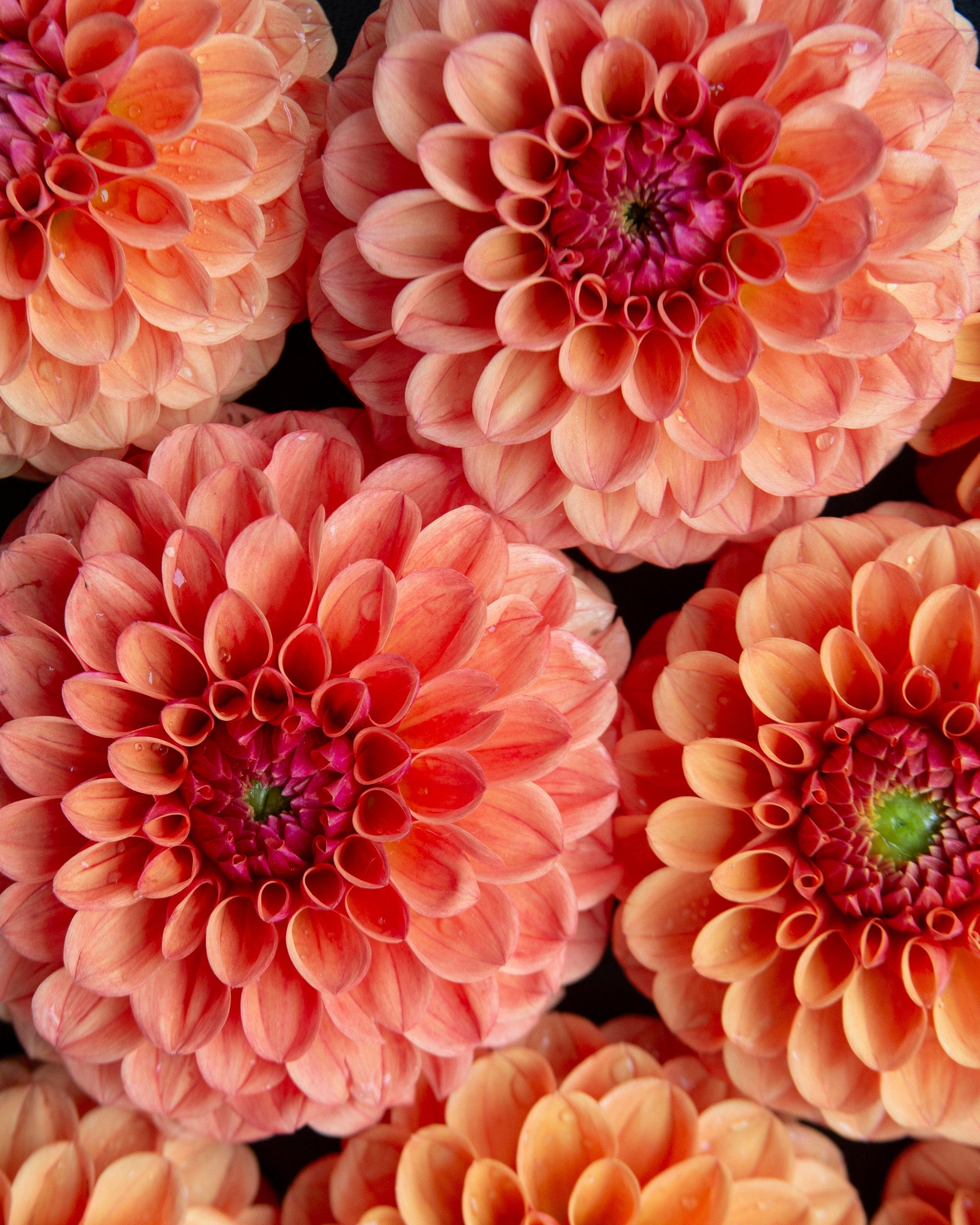A close-up arrangement of large dahlia flowers in warm peach, coral, and orange tones with darker pink centers and a few green centers, filling the frame.