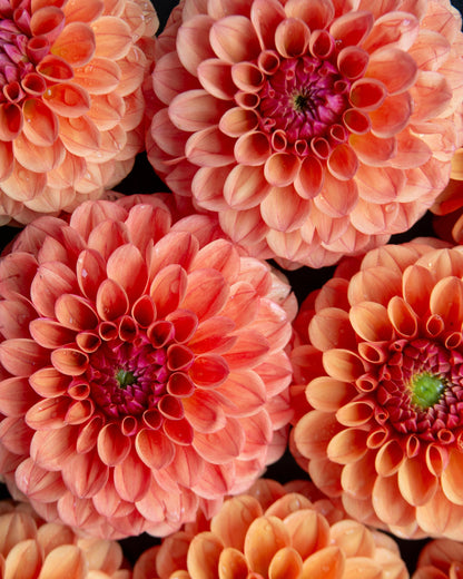 A close-up arrangement of large dahlia flowers in warm peach, coral, and orange tones with darker pink centers and a few green centers, filling the frame.
