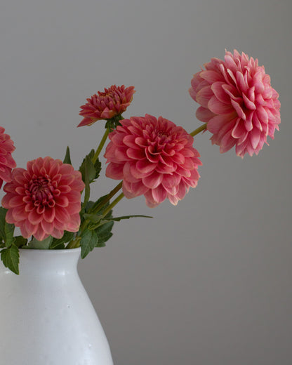 Pink dahlia flowers with green stems arranged in a white ceramic vase against a solid gray background.