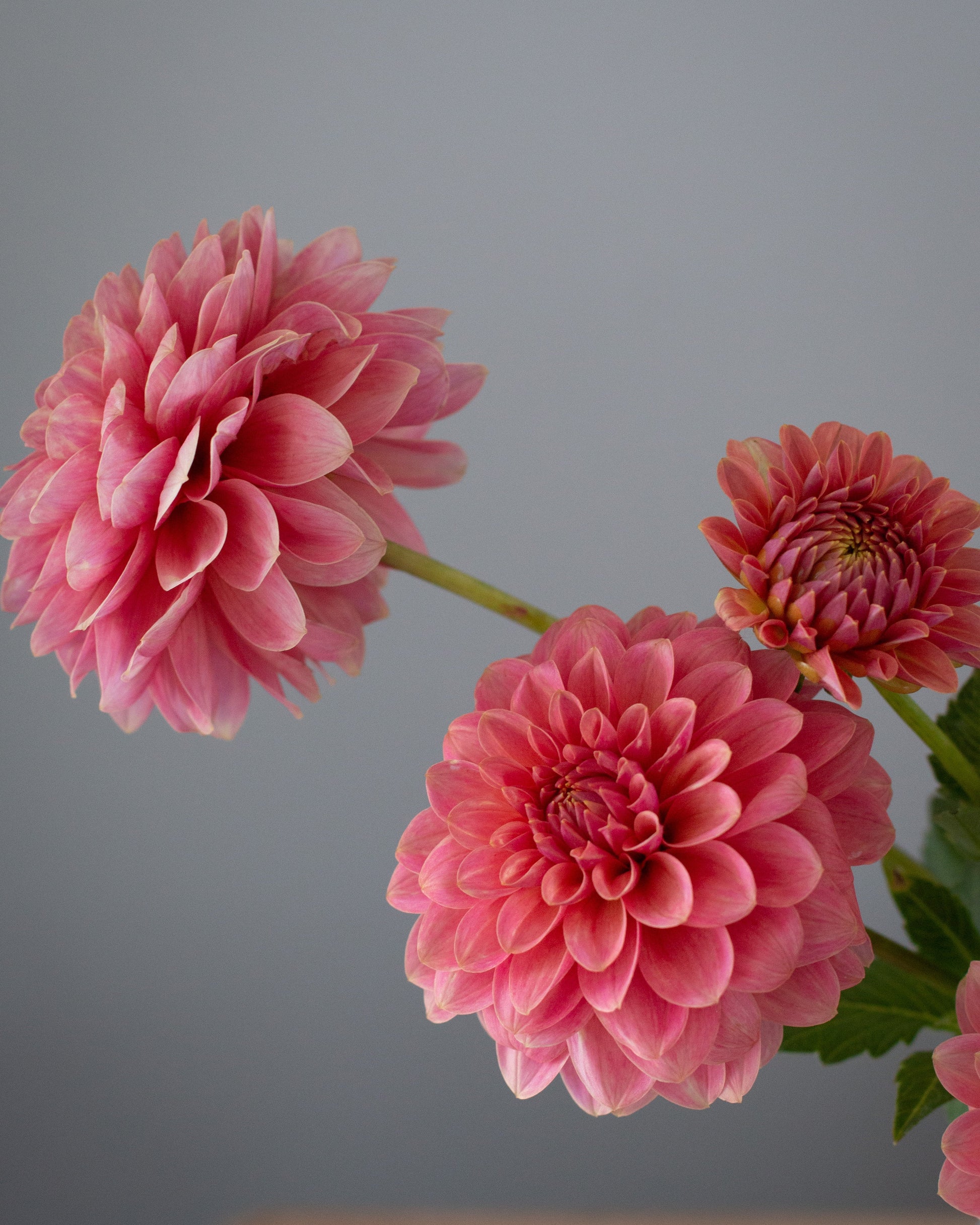 Three pink dahlia flowers with green stems and leaves, photographed against a soft gray background.