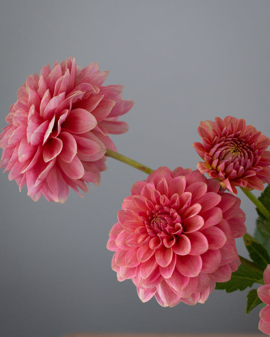 Three pink dahlia flowers with green stems and leaves, photographed against a soft gray background.