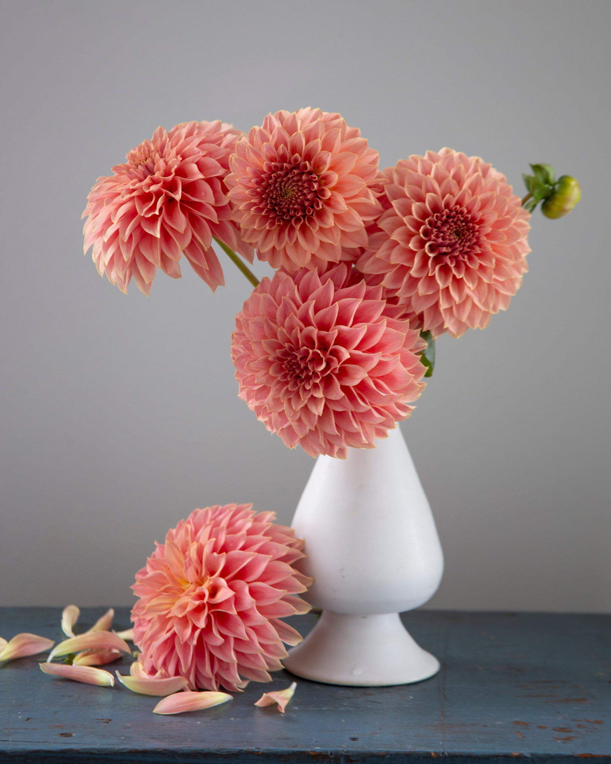 Four large coral-pink dahlia flowers arranged in a white pedestal vase on a blue tabletop, with one flower lying in front and a few petals scattered nearby against a plain gray background.