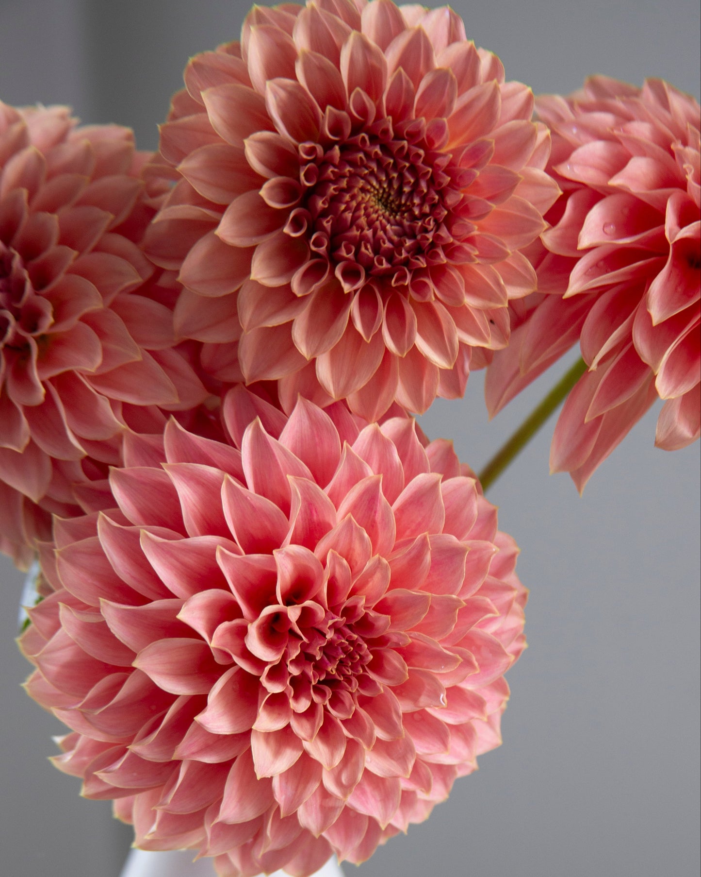 Pink dahlia flowers arranged in a white ceramic vase against a soft gray background.
