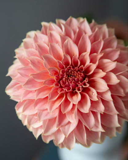 A close-up of a large pink dahlia flower with layered petals, shown against a dark gray background with a soft-focus white vase below.