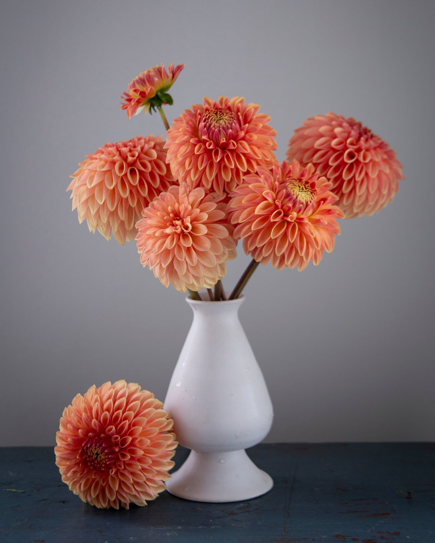 A bouquet of large peach and cream dahlia flowers arranged in a white ceramic vase, with one flower placed in front on a dark blue surface against a plain gray background.