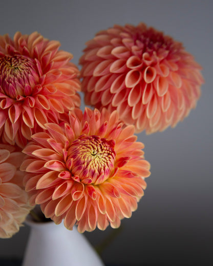 Three large peach and orange dahlia flowers arranged in a white vase against a dark gray background.