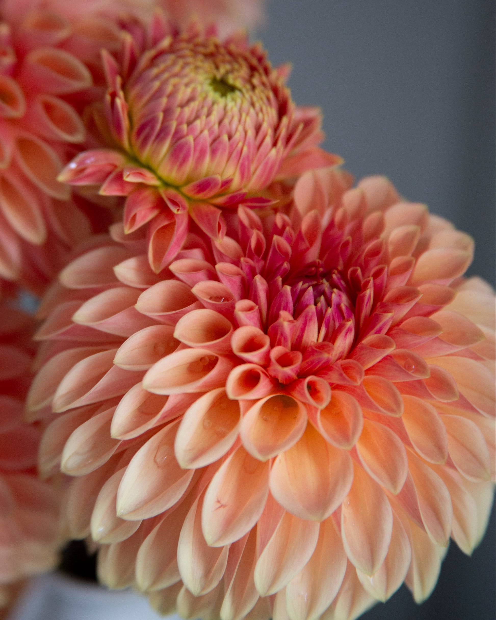 Close-up of peach and pink dahlia flowers with layered petals, photographed against a soft gray background.