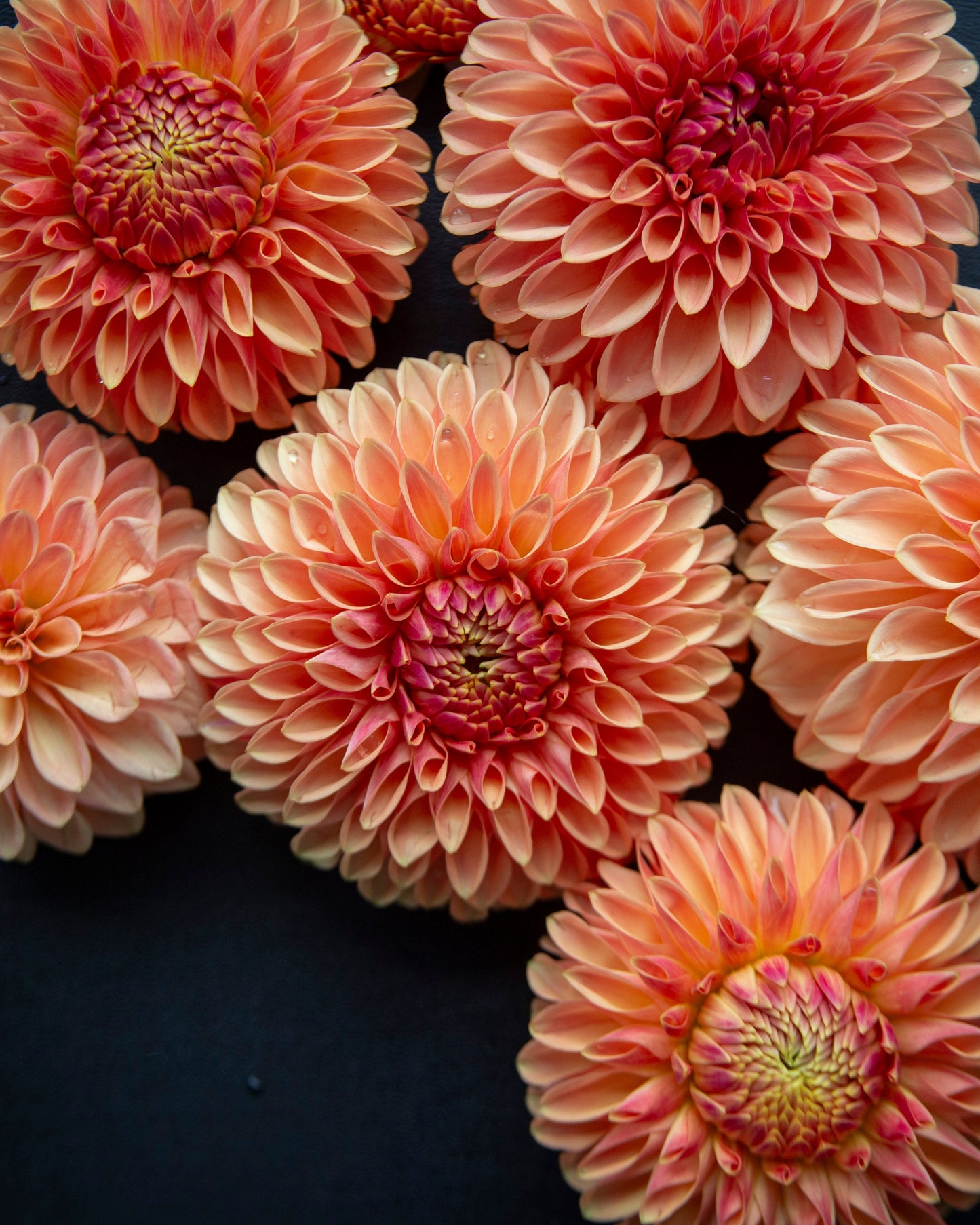 Seven Dahlia flowers with peach, orange, and pink petals arranged on a dark navy blue background.