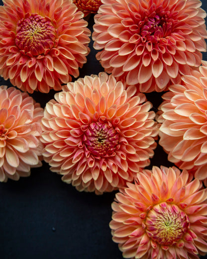 Seven Dahlia flowers with peach, orange, and pink petals arranged on a dark navy blue background.