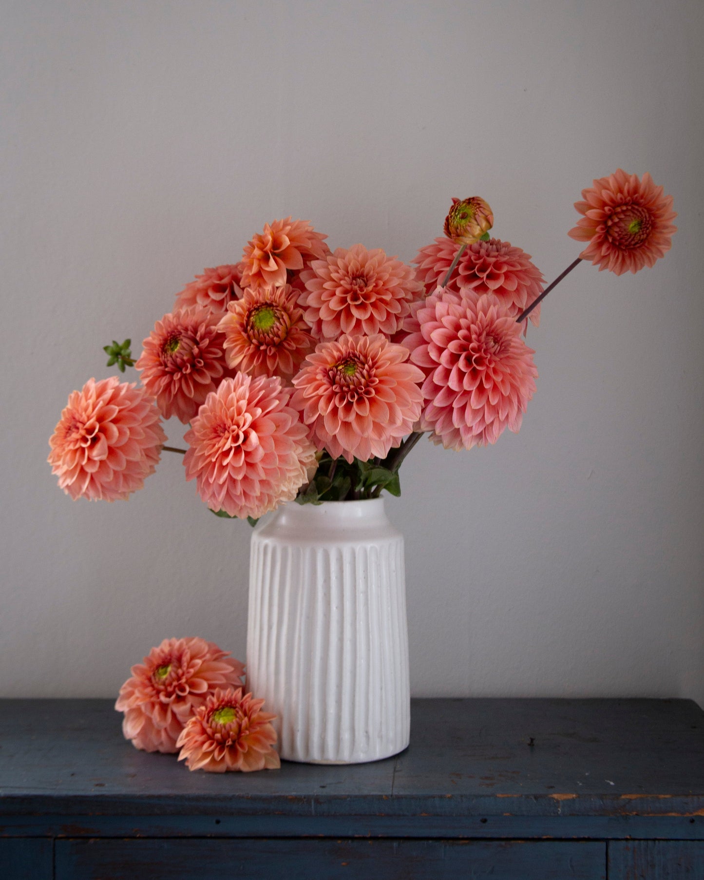 A bouquet of large coral-pink dahlia flowers arranged in a white ribbed ceramic vase, placed on a dark blue wooden surface against a plain light gray wall.