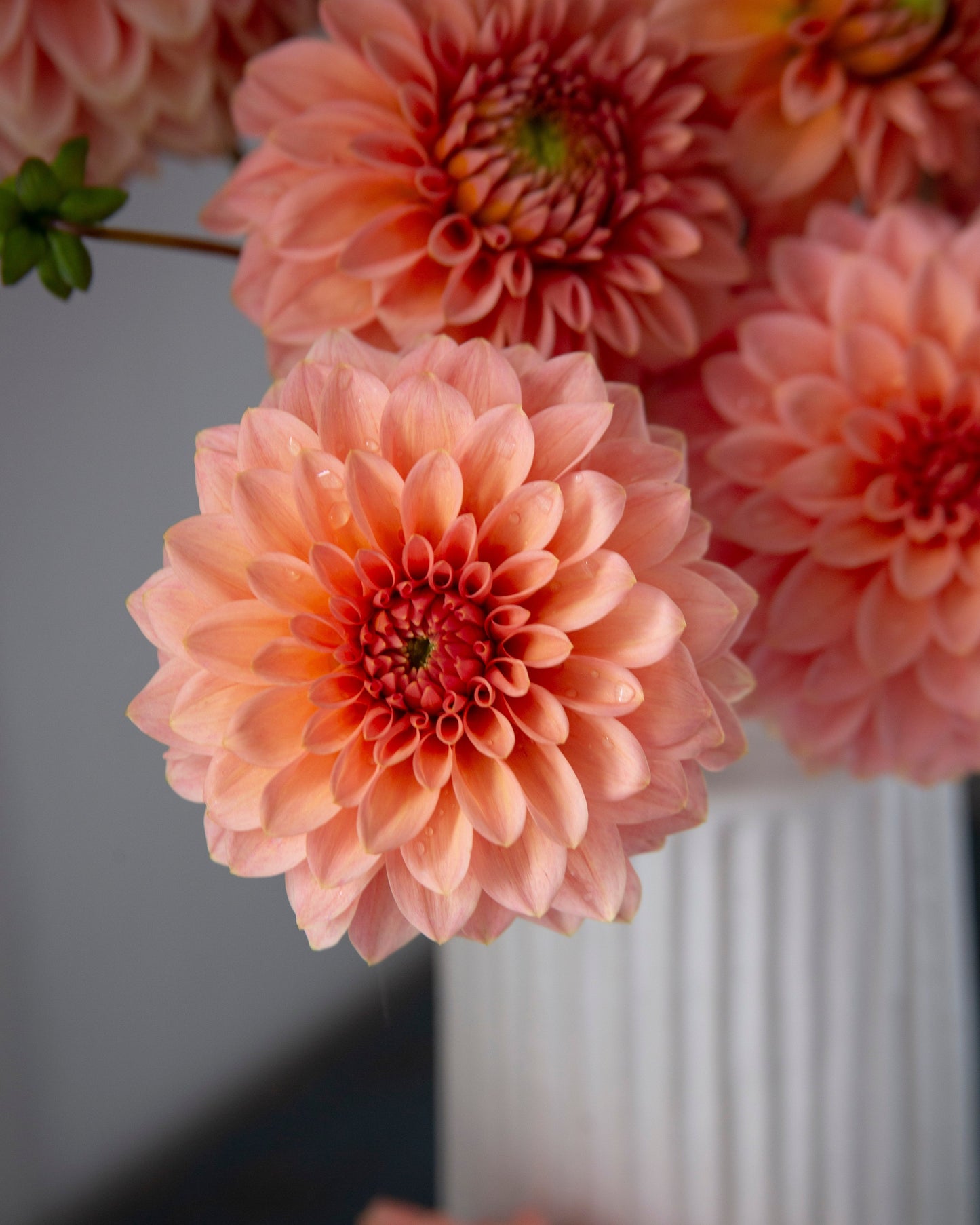 Close-up of peach-pink dahlia flowers arranged in a white ribbed vase against a soft gray background.