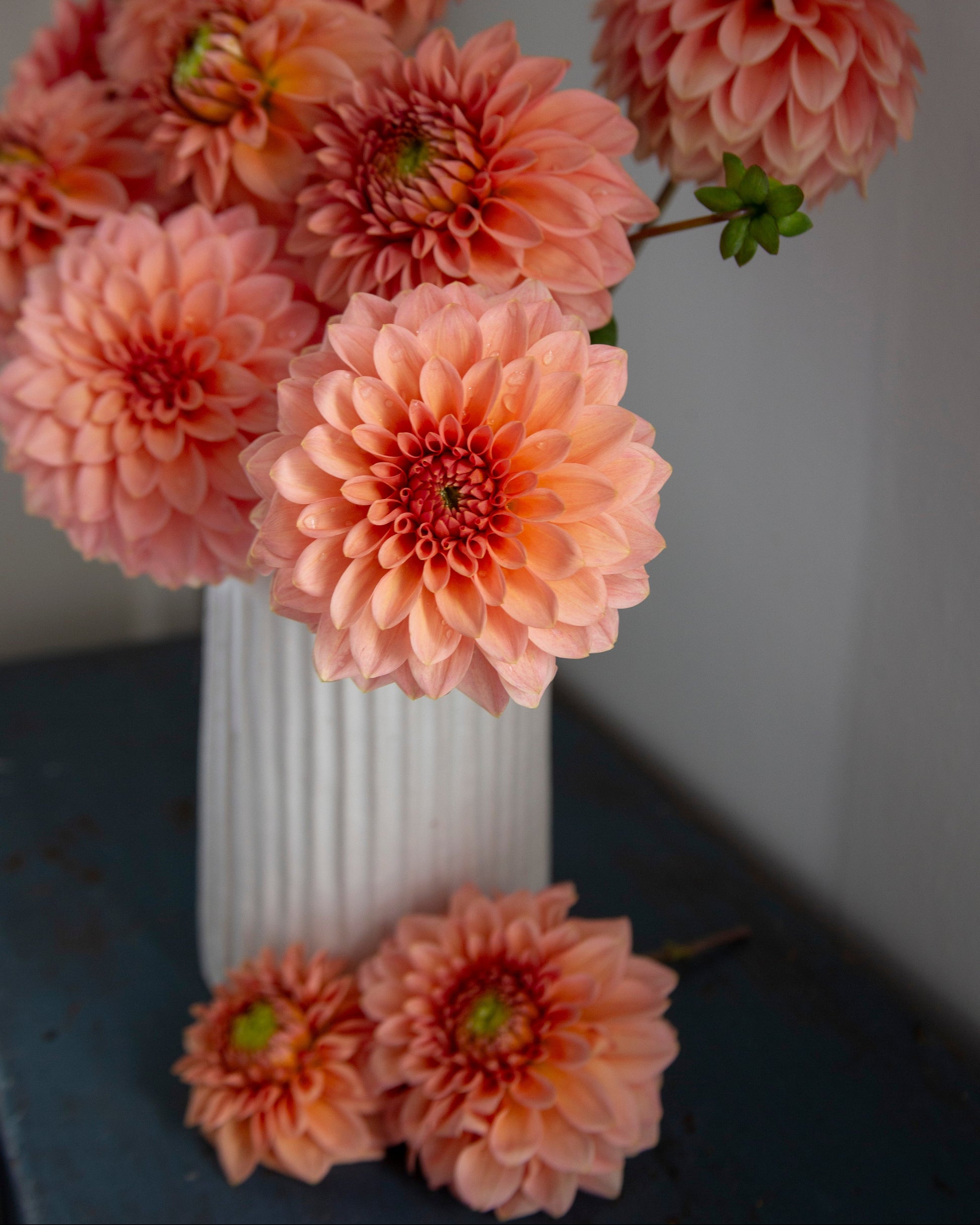 A bouquet of peach and coral dahlia flowers arranged in a white ribbed vase, with two flowers resting in front on a dark tabletop against a soft gray background.