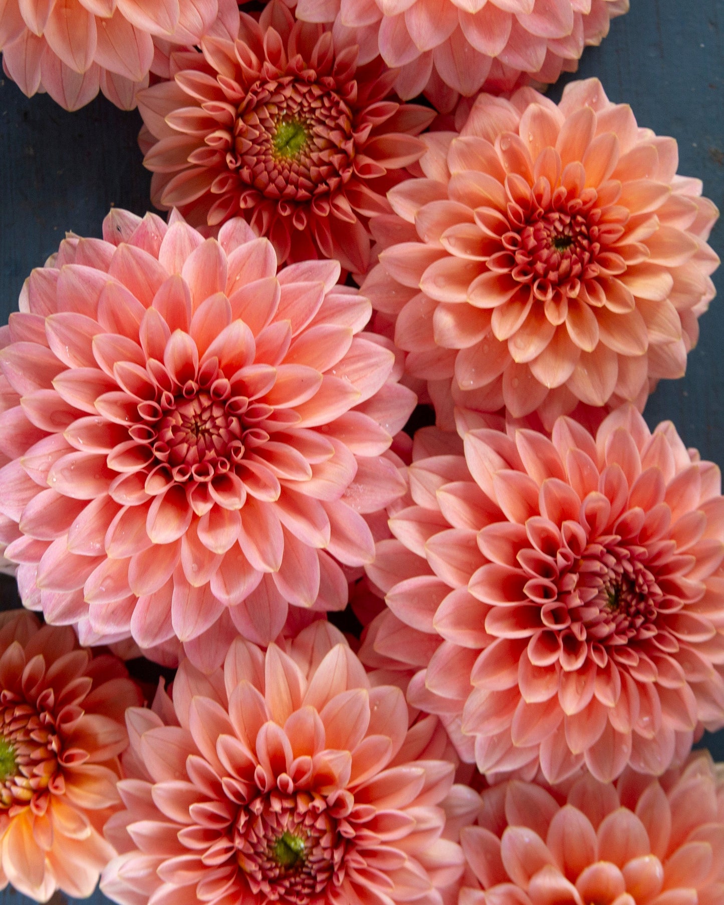 A close-up top-down view of several large pink dahlia flowers with layered petals, filling the frame against a dark blue-gray background.