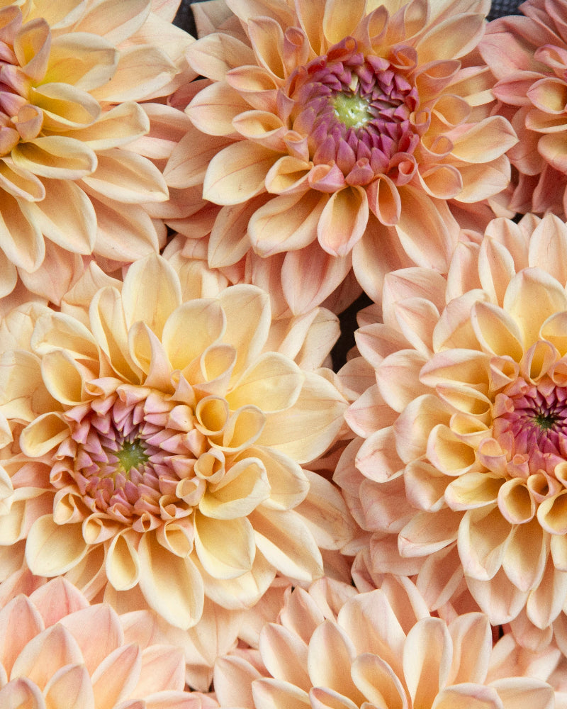Dahlia Hybridizing Intensive: THURSDAY 1PM