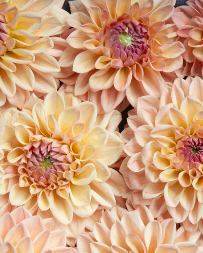 Dahlia Hybridizing Intensive: THURSDAY 1PM