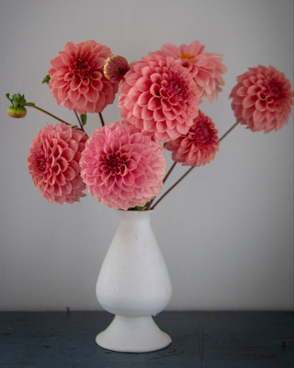 A bouquet of pink dahlia flowers arranged in a white ceramic vase, set against a plain gray background.