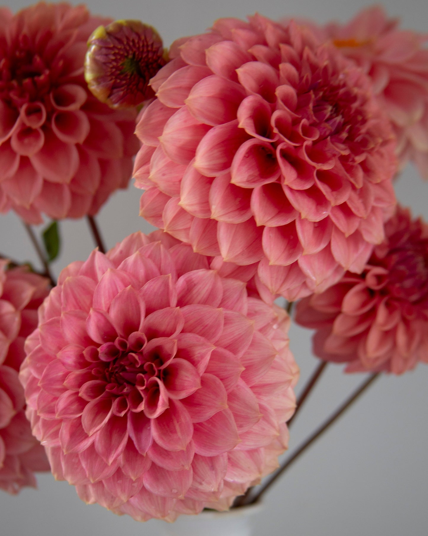Pink dahlia flowers arranged in a white vase against a soft gray background.