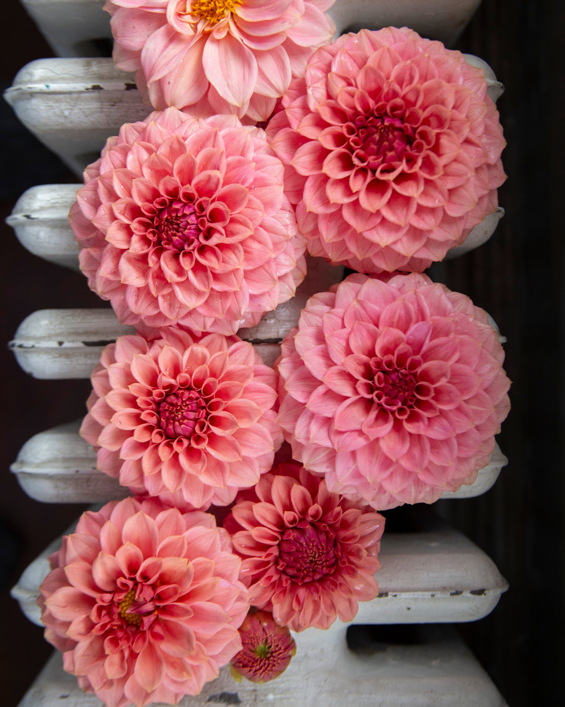 A cluster of pink dahlia flowers arranged on a white radiator, photographed from above.