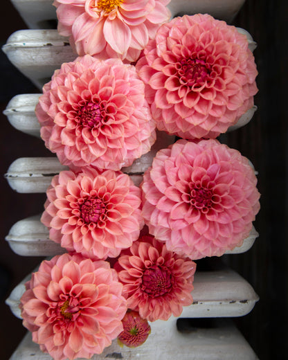 A cluster of pink dahlia flowers arranged on a white radiator, photographed from above.