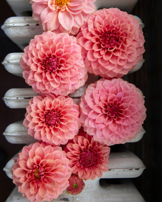 A cluster of pink dahlia flowers arranged on a white radiator, photographed from above.