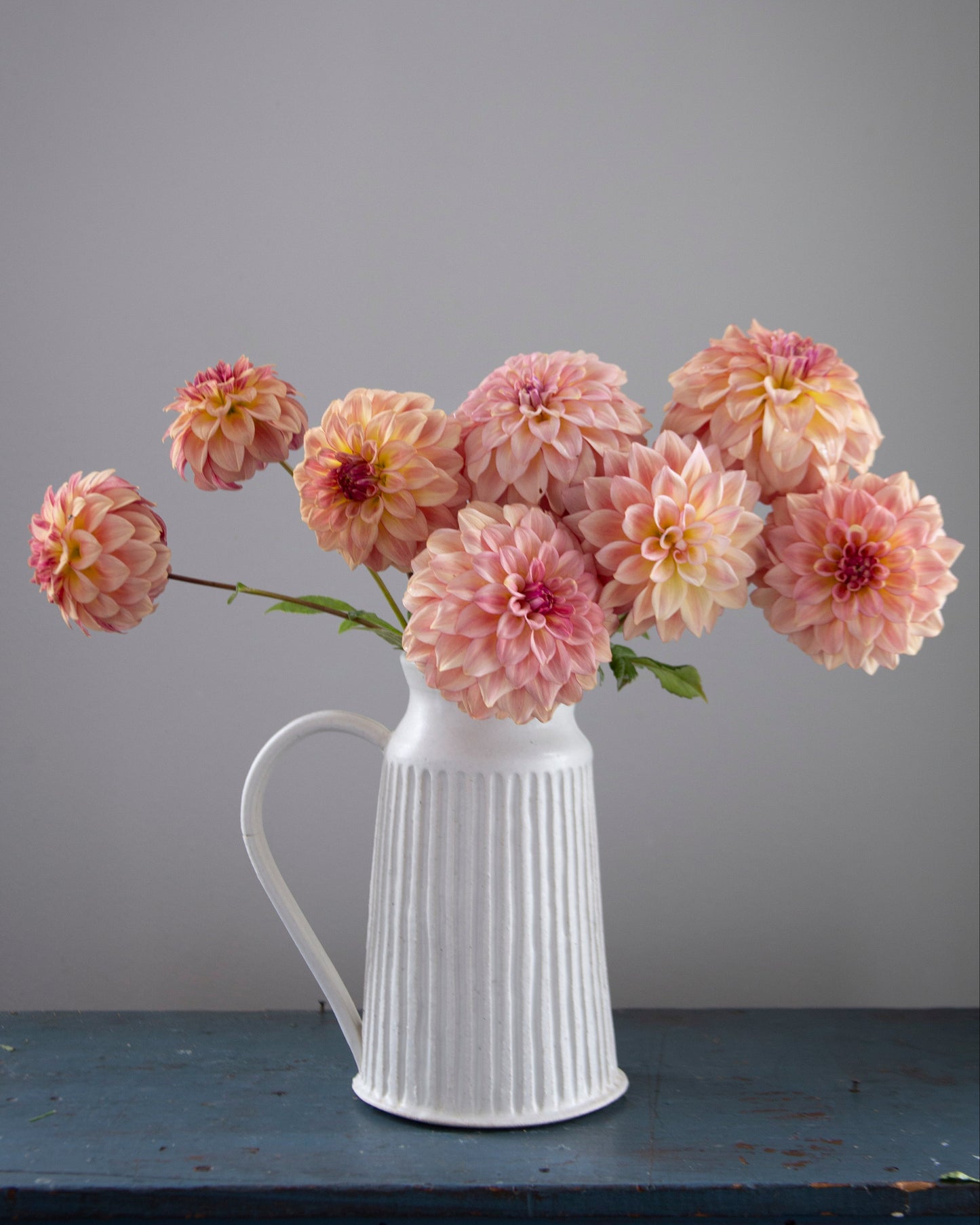 A white ribbed ceramic pitcher vase filled with large peach-pink dahlia flowers, set on a dark blue wooden surface against a solid gray background.