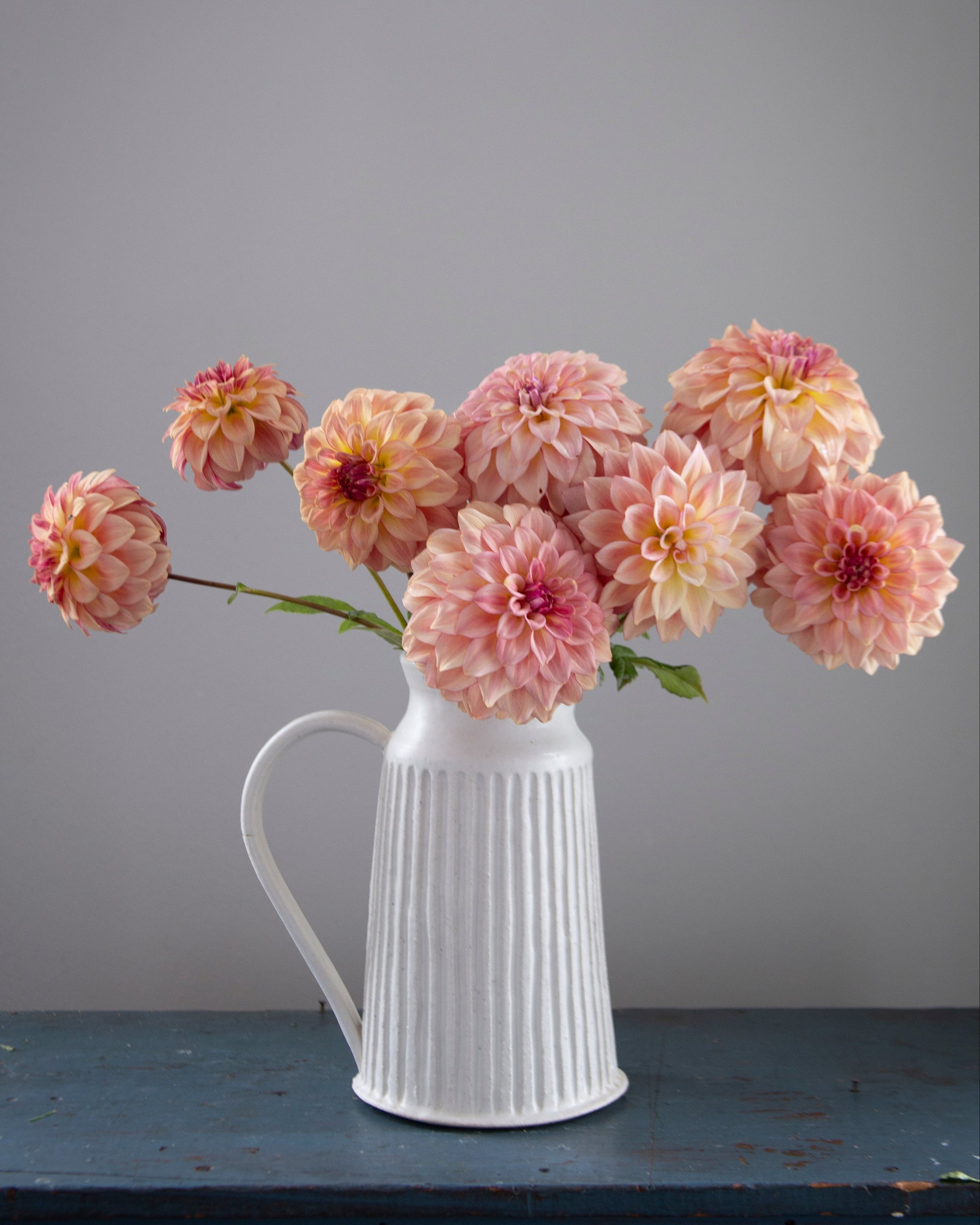 A white ribbed ceramic pitcher vase filled with large peach-pink dahlia flowers, set on a dark blue wooden surface against a solid gray background.