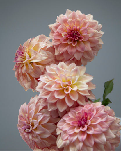 A close-up of five pink dahlia flowers with pale yellow centers and green leaves, set against a solid dark gray background.
