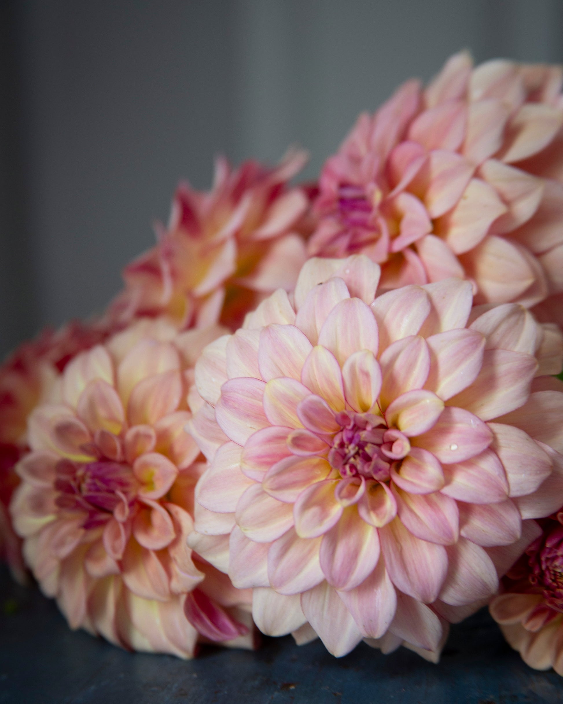 A close-up of several pink and peach dahlia flowers with layered petals, arranged on a dark blue surface against a soft gray background.