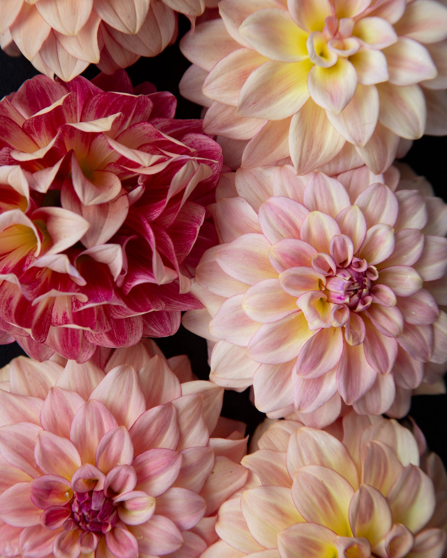 Close-up of several dahlia flowers in soft pink, blush, and deep magenta tones with pale yellow centers, filling the frame against a dark background.