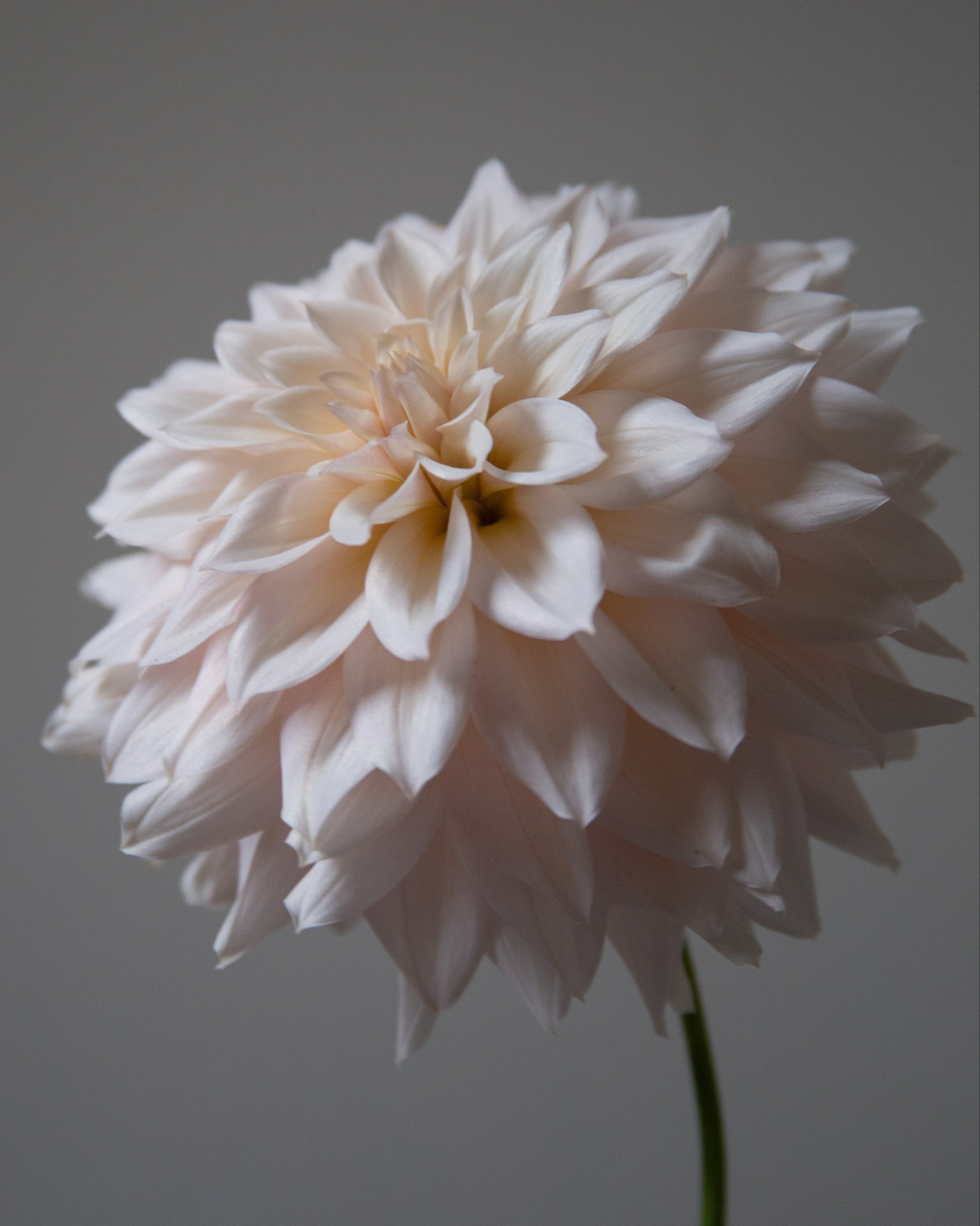 A single pale blush pink dahlia flower with layered petals on a green stem, photographed against a smooth dark gray background.