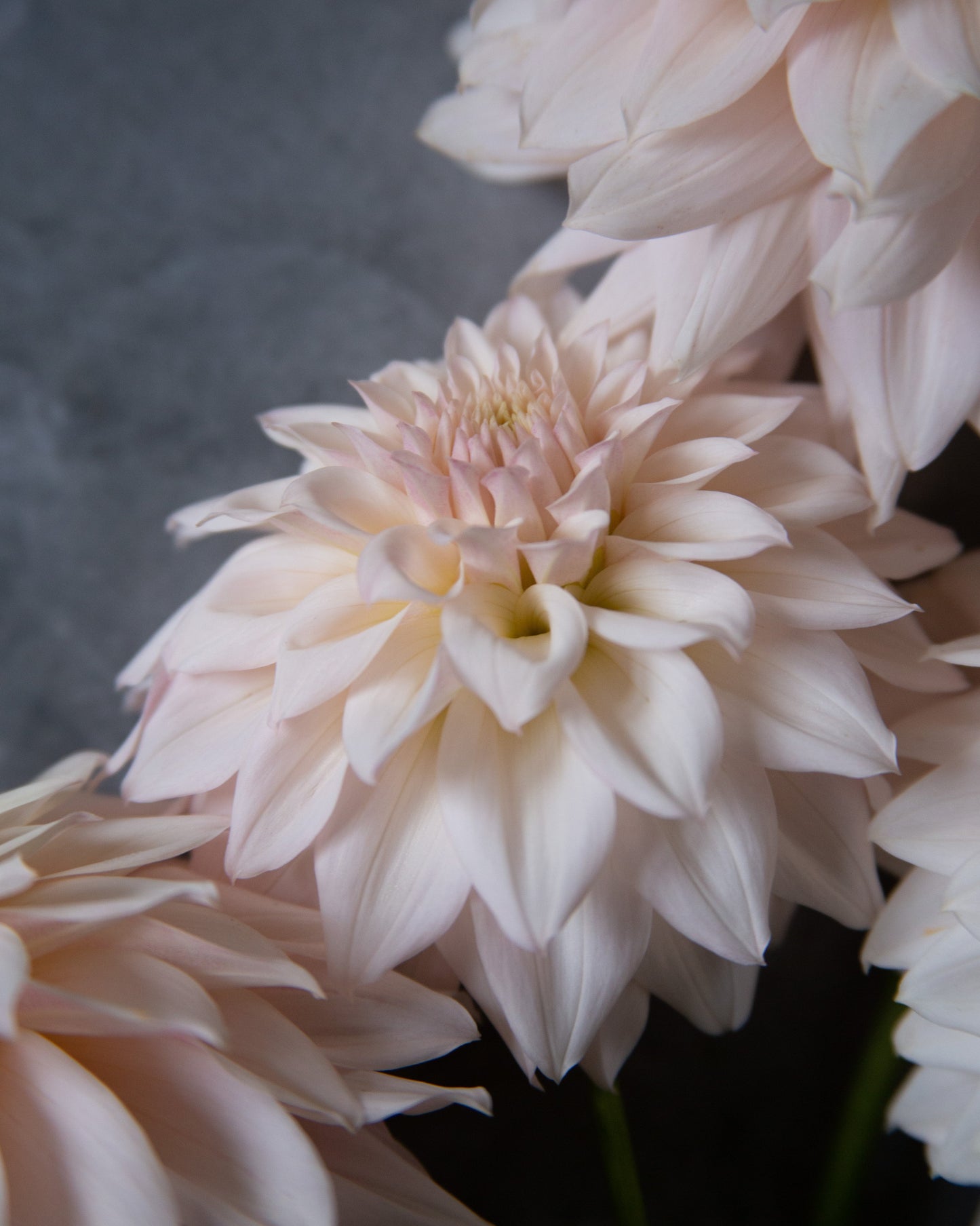 Pale blush pink dahlia flowers in a close-up studio-style shot against a dark gray background.
