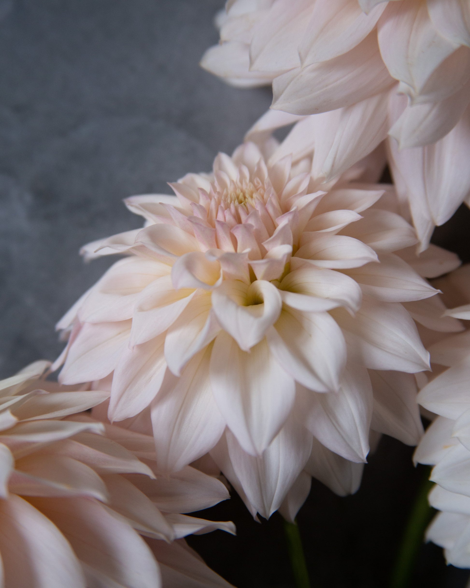 Pale blush pink dahlia flowers in a close-up studio-style shot against a dark gray background.