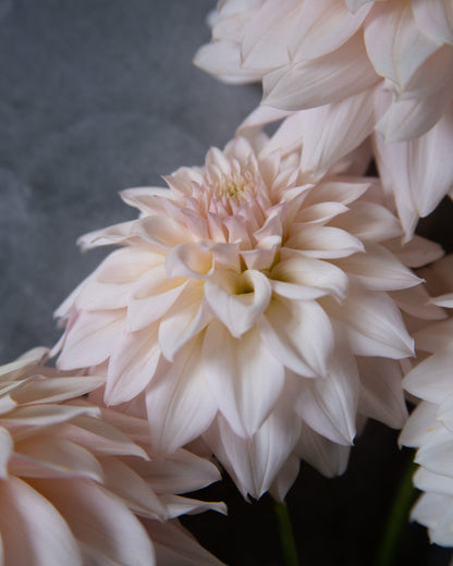 Pale blush pink dahlia flowers in a close-up studio-style shot against a dark gray background.