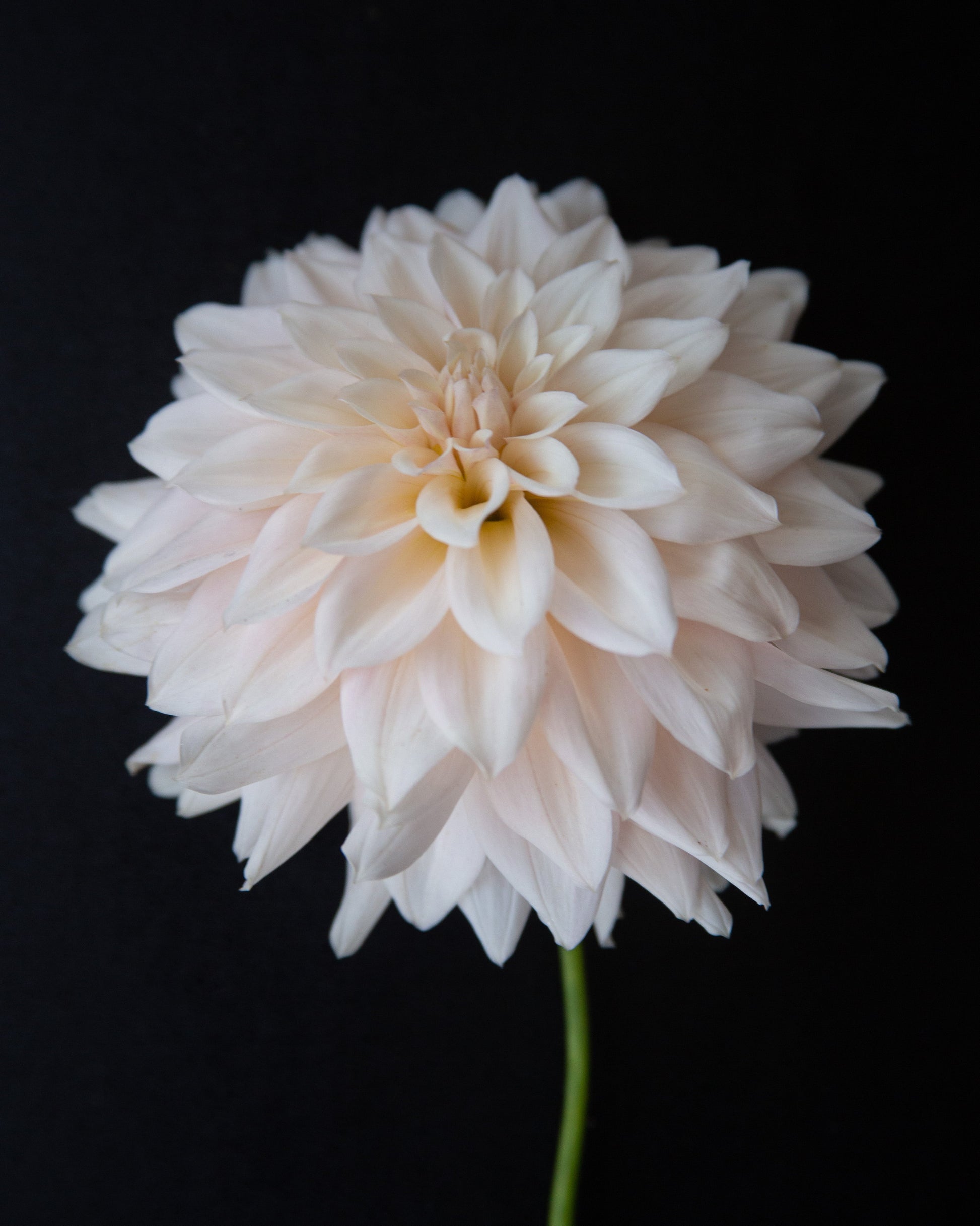 A single pale blush pink dahlia flower with layered petals and a green stem, photographed against a solid black background.