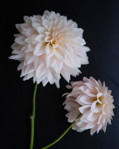 Two pale blush pink dahlia flowers with green stems against a solid black background.