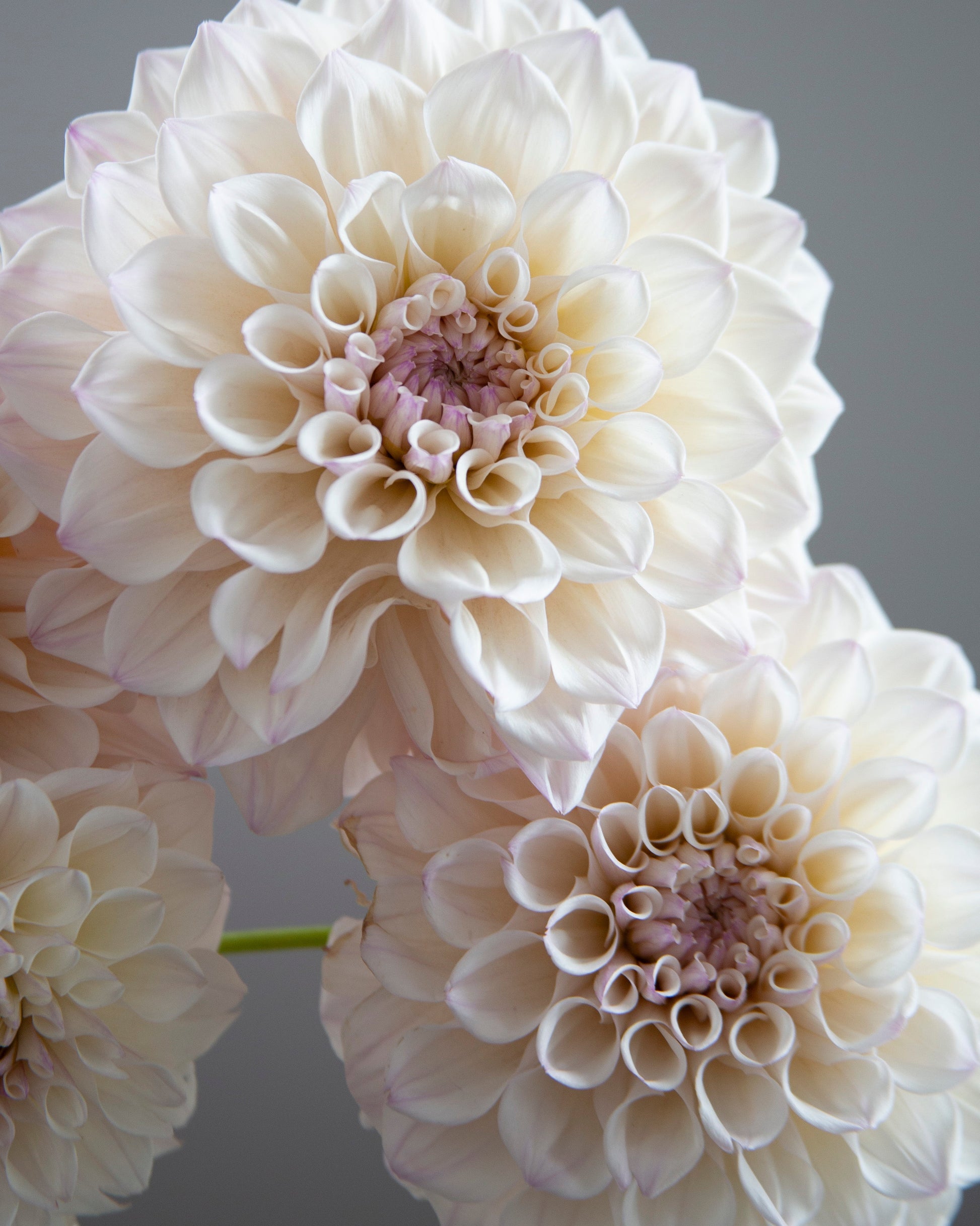 Close-up of large cream-white dahlia flowers with soft pink centers against a smooth gray background.