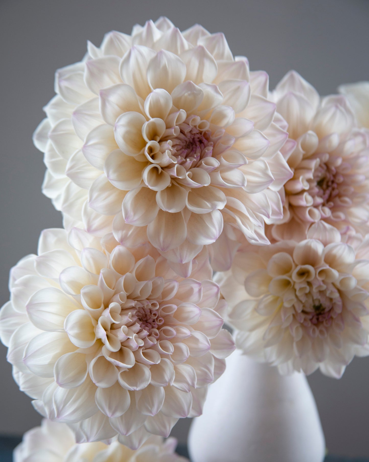 Cream and pale pink dahlia flowers arranged in a white ceramic vase against a soft gray background.
