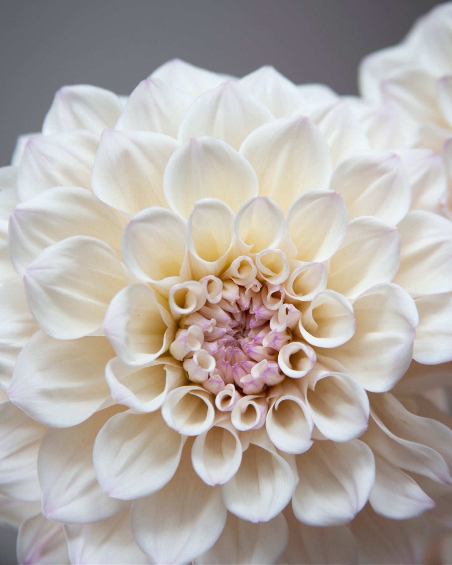 A close-up photograph of a large cream-white dahlia flower with pale pink inner petals, set against a solid dark gray background.