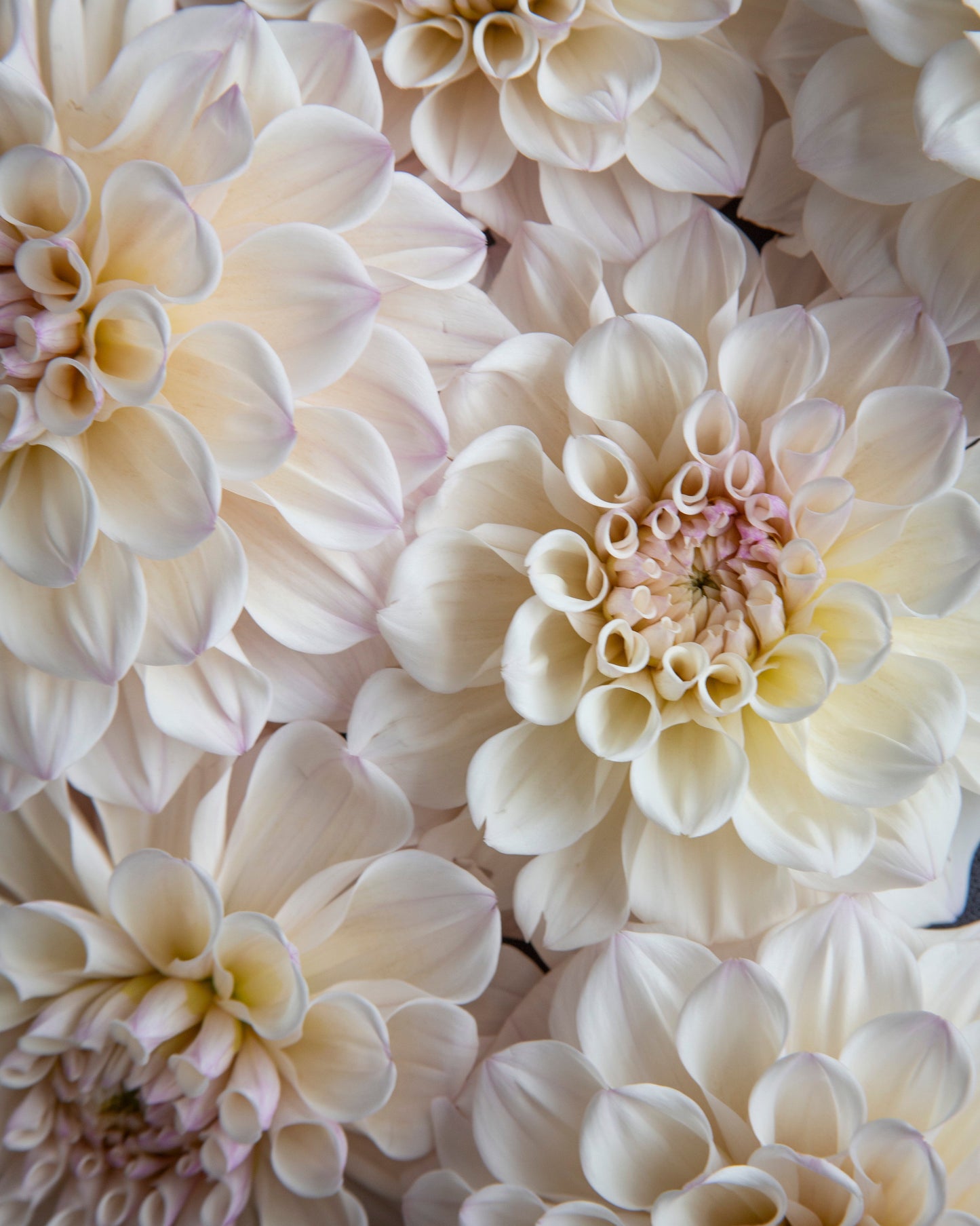 A close-up of large cream and pale blush dahlia flowers filling the frame, with layered petals and soft pink centers.