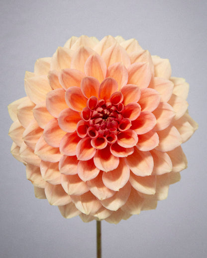 KA's® Sunny Cove (Cutting)