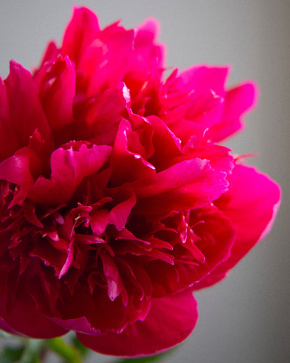 Close-up of a bright pink peony flower with a blurred gray background