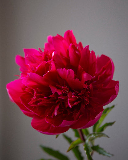 Close-up of a vibrant pink peony flower against a plain background