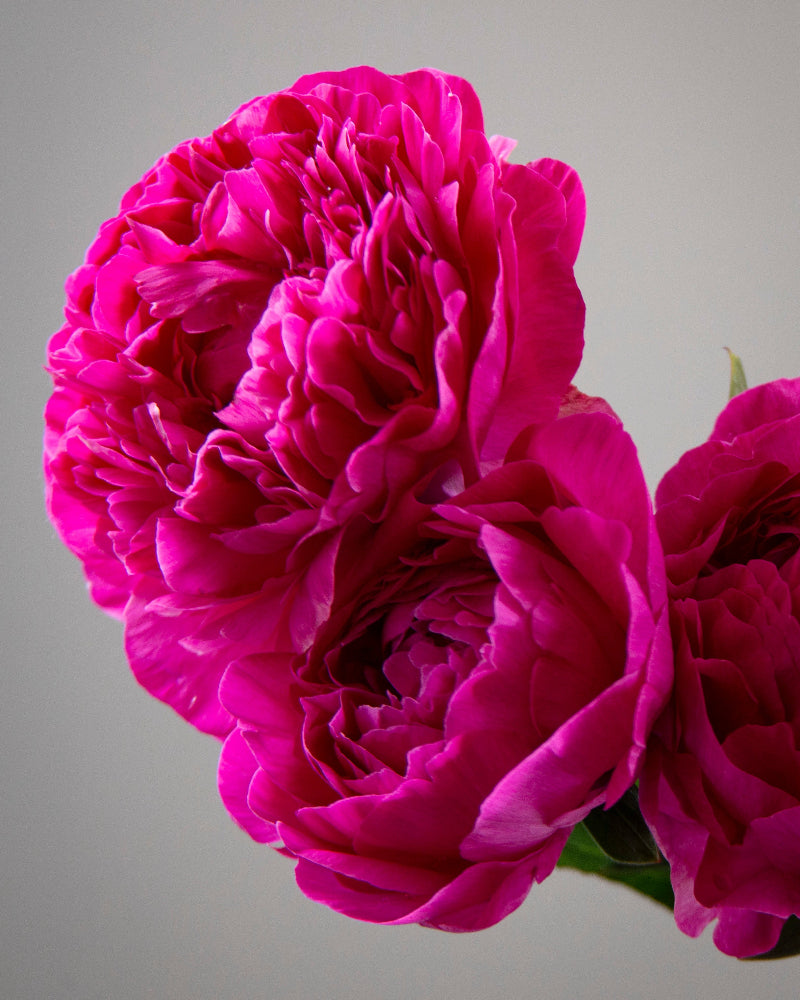 Close-up of a bright pink peony flower against a gray background